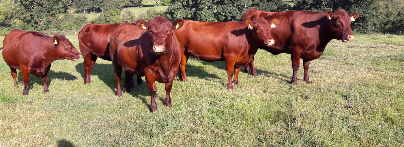 Five Red Polls posing for the camera